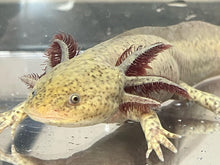 Load image into Gallery viewer, Copper presumed female Nina&#39;s Axolotl Nursery
