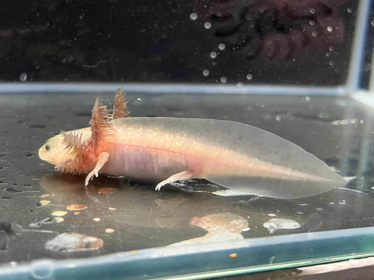 Copper Melanoid Axolotl Juvie Nina's Axolotl Nursery