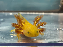 Load image into Gallery viewer, Hypomelanistic Copper Axolotl Nina&#39;s Axolotl Nursery
