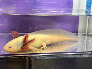 Male Dark Gill Leucistic with Iridophores Nina's Axolotl Nursery