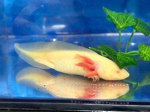 GFP Mel Albino Nina's Axolotl Nursery