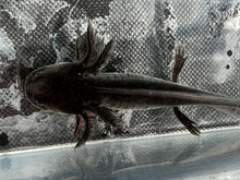 Load image into Gallery viewer, Spotted Melanoid Axolotl Nina&#39;s Axolotl Nursery
