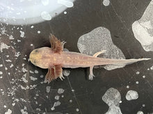 Load image into Gallery viewer, Copper Melanoid Axolotl Juvie Nina&#39;s Axolotl Nursery
