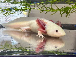 MALE RLG Copper Melanoid Luecistic Axolotl Nina's Axolotl Nursery