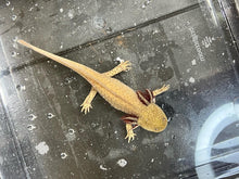 Load image into Gallery viewer, Copper presumed female Nina&#39;s Axolotl Nursery
