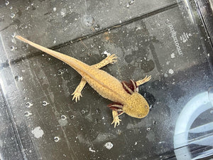 Copper presumed female Nina's Axolotl Nursery