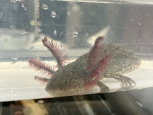Load image into Gallery viewer, RLG Wild Nina&#39;s Axolotl Nursery
