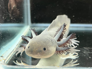 Melanoid Axolotl Juvie Nina's Axolotl Nursery