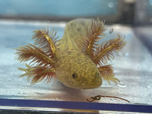 Load image into Gallery viewer, Copper Axolotl (2) Nina&#39;s Axolotl Nursery
