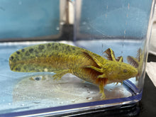 Load image into Gallery viewer, Hypomelanistic Axolotl Nina&#39;s Axolotl Nursery
