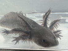 Load image into Gallery viewer, Spotted Melanoid Axolotl Nina&#39;s Axolotl Nursery
