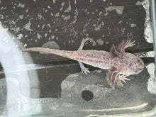 Load image into Gallery viewer, Axanthic Axolotl Juvie Nina&#39;s Axolotl Nursery
