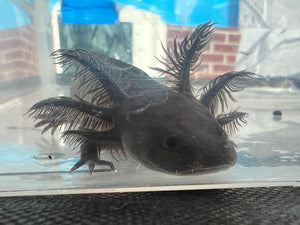 Spotted Melanoid Axolotl Nina's Axolotl Nursery