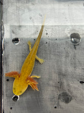 Load image into Gallery viewer, Hypomelanistic Copper Axolotl Nina&#39;s Axolotl Nursery
