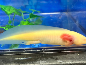 GFP Mel Albino Nina's Axolotl Nursery