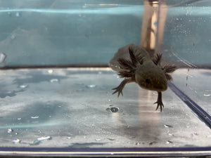 Melanoid Axolotl Nina's Axolotl Nursery