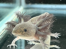Load image into Gallery viewer, Melanoid Axolotl Juvie Nina&#39;s Axolotl Nursery
