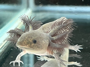 Melanoid Axolotl Juvie Nina's Axolotl Nursery
