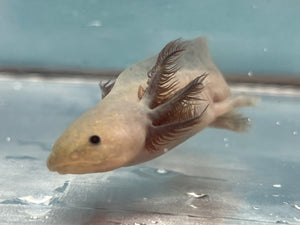 Hypomelanistic Melanoid Axolotl Nina's Axolotl Nursery
