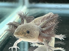 Load image into Gallery viewer, Melanoid Axolotl Juvie Nina&#39;s Axolotl Nursery
